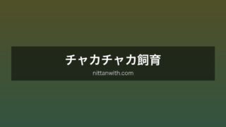 チャカチャカ飼育