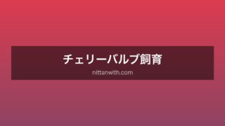 チェリーバルブ