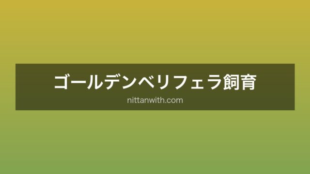 ゴールデンベリフェラ