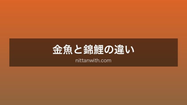 金魚と錦鯉の違い