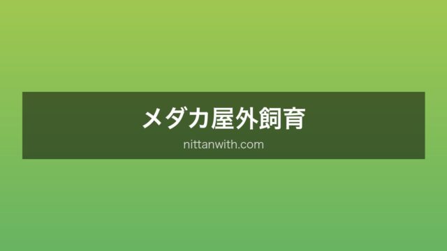 メダカ屋外飼育