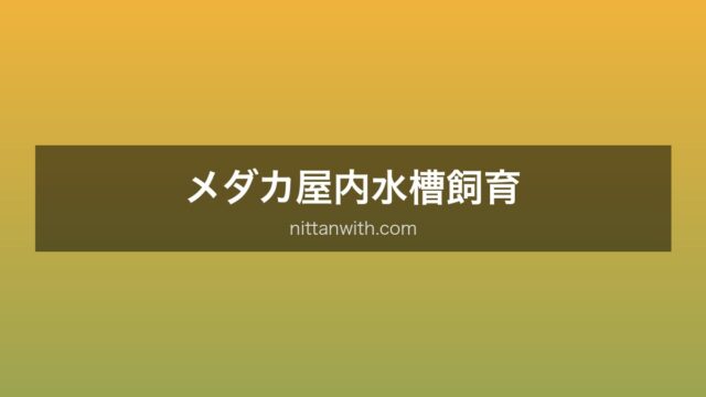 メダカ屋内飼育