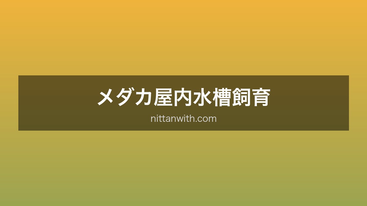 メダカ屋内飼育