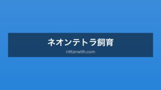 ネオンテトラ
