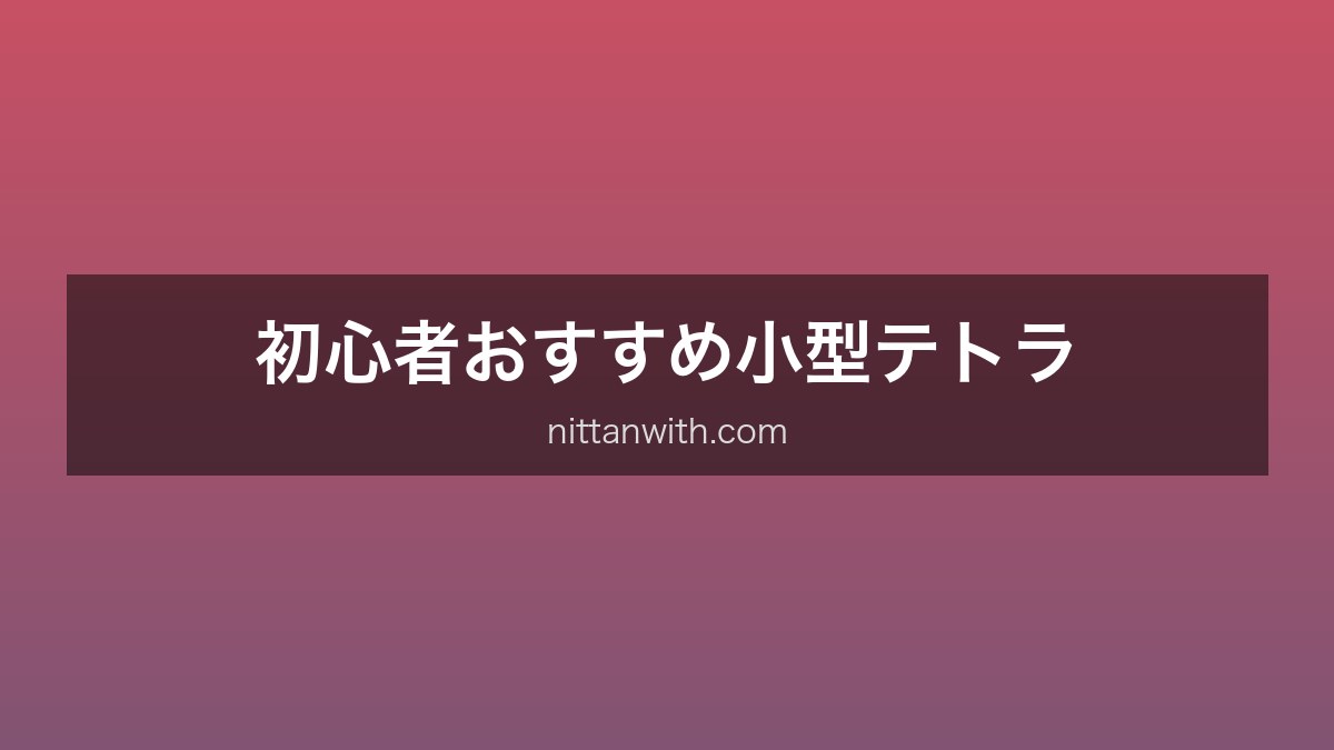 初心者向け小型テトラ