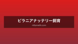 ピラニアナッテリー