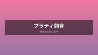 プラティ飼育
