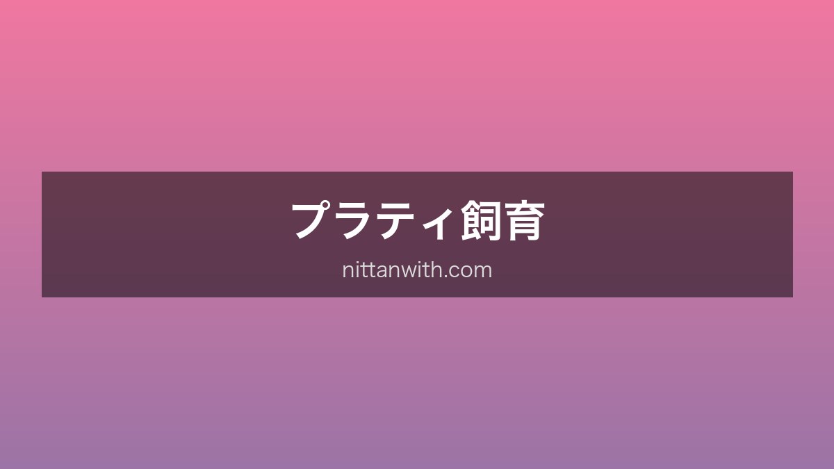 プラティ飼育