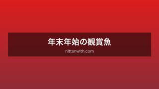 年末年始観賞魚
