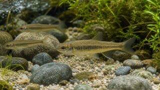 アブラハヤの飼育完全ガイド｜丈夫な日本産川魚を水槽で楽しむ方法の要点を伝える淡水魚記事アイキャッチ画像