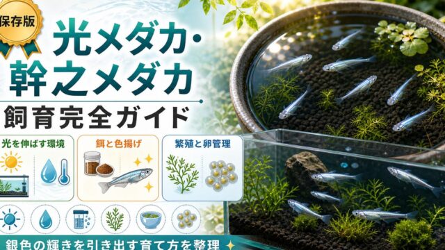 光メダカ・幹之メダカの飼育完全ガイド｜光る改良メダカを美しく育てるの要点を伝える淡水魚記事アイキャッチ画像