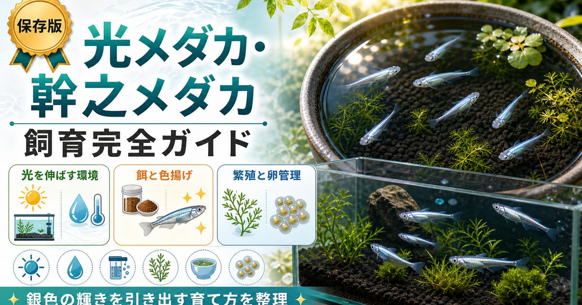 光メダカ・幹之メダカの飼育完全ガイド｜光る改良メダカを美しく育てるの要点を伝える淡水魚記事アイキャッチ画像