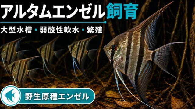アルタムエンゼルフィッシュ飼育完全ガイド｜野生原種エンゼルの水槽・水質・繁殖の要点を伝える淡水魚記事アイキャッチ画像