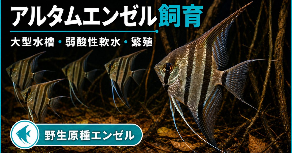 アルタムエンゼルフィッシュ飼育完全ガイド｜野生原種エンゼルの水槽
