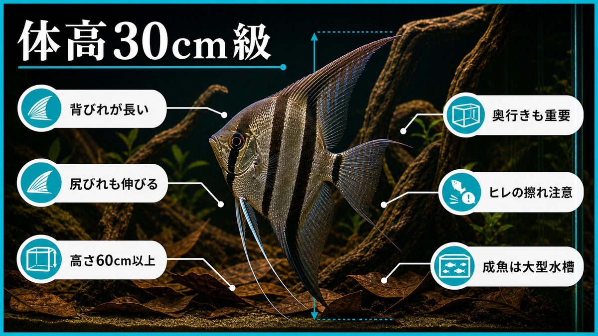 体高の比較 ―― 30cmの「巨人」が水槽で泳ぐということの要点をまとめた淡水魚飼育インフォグラフィック