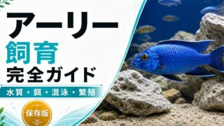 アーリー（スキアエノクロミス・フライエリィ）飼育完全ガイド｜アフリカンシクリッドの青い宝石の要点を伝える淡水魚記事アイキャッチ画像