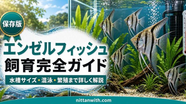 エンゼルフィッシュ飼育完全ガイド｜水槽サイズ・混泳・繁殖まで詳しく解説の要点を伝える淡水魚記事アイキャッチ画像