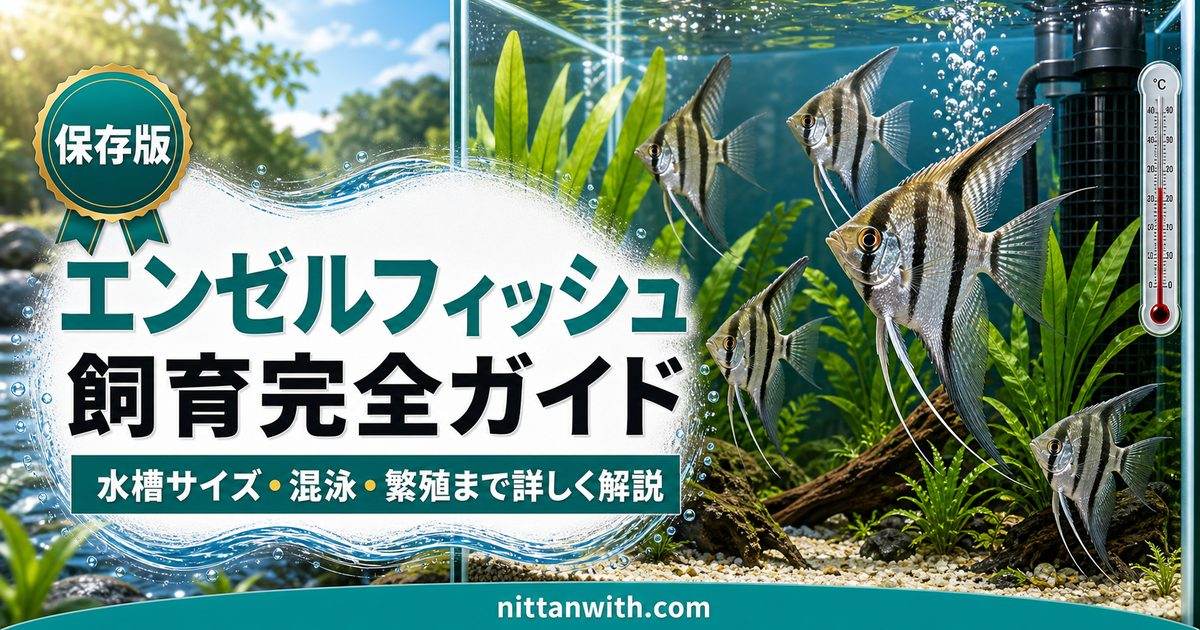 エンゼルフィッシュ飼育完全ガイド｜水槽サイズ・混泳・繁殖まで詳しく解説の要点を伝える淡水魚記事アイキャッチ画像