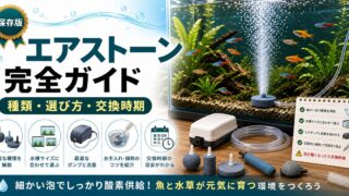 水槽用エアストーン完全ガイド｜種類・選び方・交換時期と長持ちのコツの要点を伝える淡水魚記事アイキャッチ画像