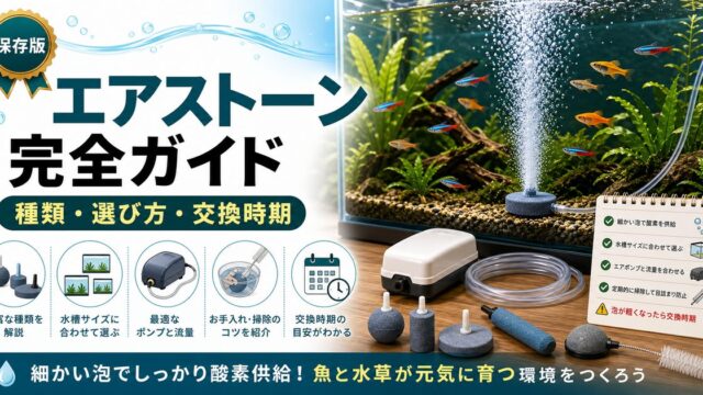 水槽用エアストーン完全ガイド｜種類・選び方・交換時期と長持ちのコツの要点を伝える淡水魚記事アイキャッチ画像