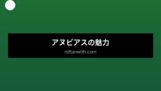 aquarium-anubias セクション画像
