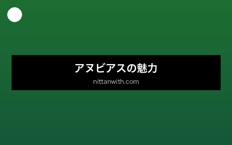 aquarium-anubias セクション画像
