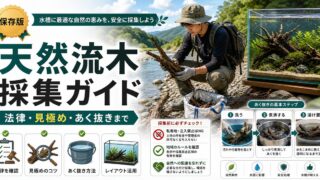 流木の自家採集完全ガイド｜河川敷で天然流木を入手する方法の要点を伝える淡水魚記事アイキャッチ画像