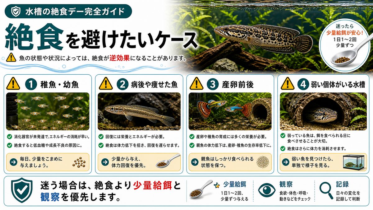 絶食が向かない魚とシチュエーションの要点をまとめた淡水魚飼育インフォグラフィック