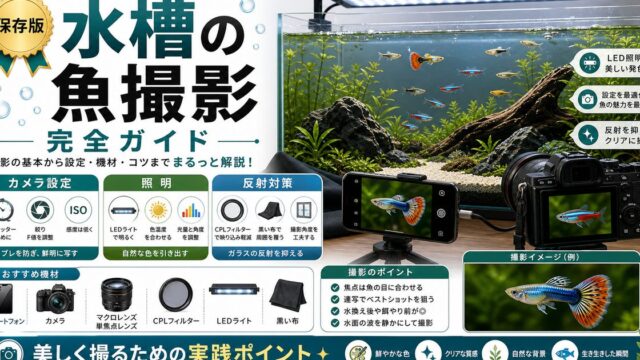 水槽の魚撮影完全ガイド｜美しく撮るカメラ設定と照明テクニックの要点を伝える淡水魚記事アイキャッチ画像