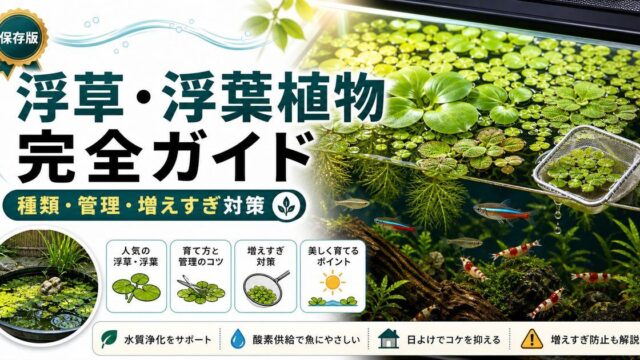 浮草・浮葉植物完全ガイド｜アマゾンフロッグピット・アマフロの選び方の要点を伝える淡水魚記事アイキャッチ画像