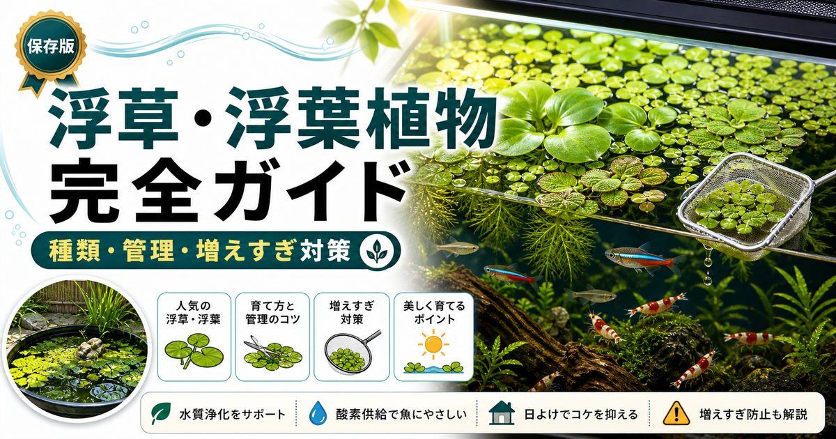 浮草・浮葉植物完全ガイド｜アマゾンフロッグピット・アマフロの選び方の要点を伝える淡水魚記事アイキャッチ画像