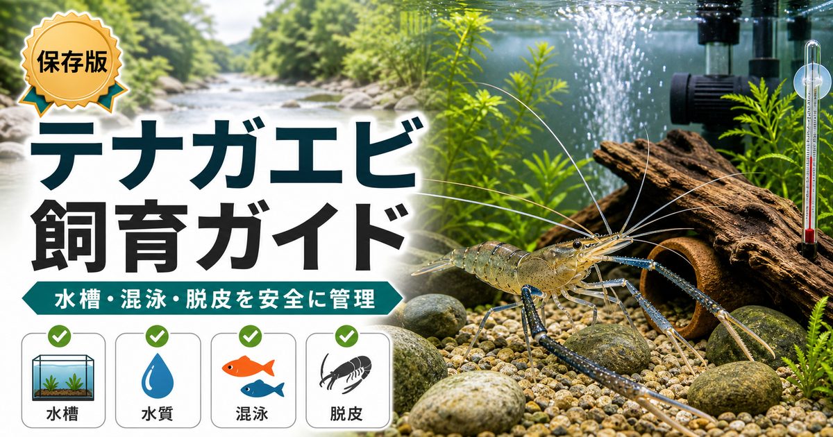 大型エビ・テナガエビの飼育完全ガイド｜日本固有の大型エビを楽しむの要点を伝える淡水魚記事アイキャッチ画像