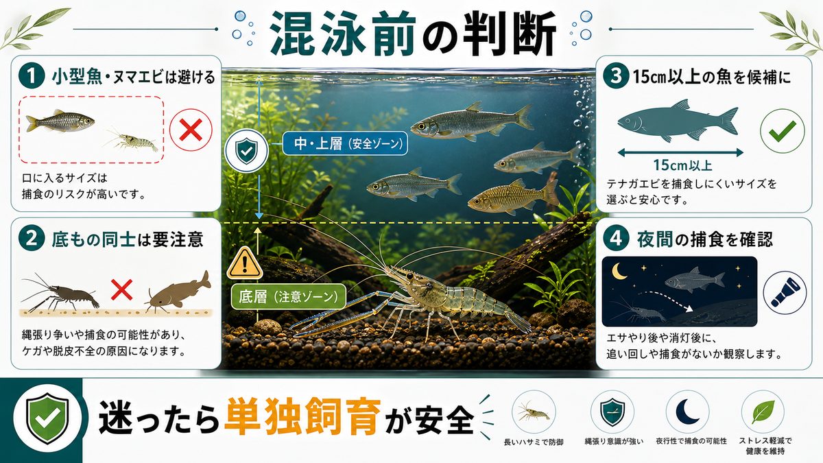 混泳についての要点をまとめた淡水魚飼育インフォグラフィック