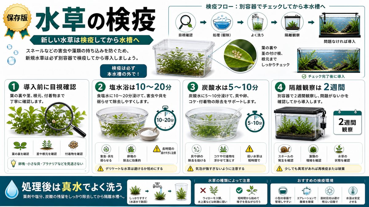 新規水草の検疫の要点をまとめた淡水魚飼育インフォグラフィック