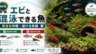 エビと混泳できる魚完全ガイド｜安全な仲間と避けるべき魚種の要点を伝える淡水魚記事アイキャッチ画像