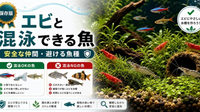 エビと混泳できる魚完全ガイド｜安全な仲間と避けるべき魚種の要点を伝える淡水魚記事アイキャッチ画像