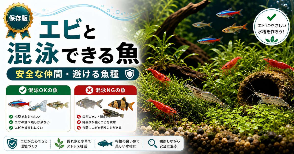 エビと混泳できる魚完全ガイド｜安全な仲間と避けるべき魚種の要点を伝える淡水魚記事アイキャッチ画像