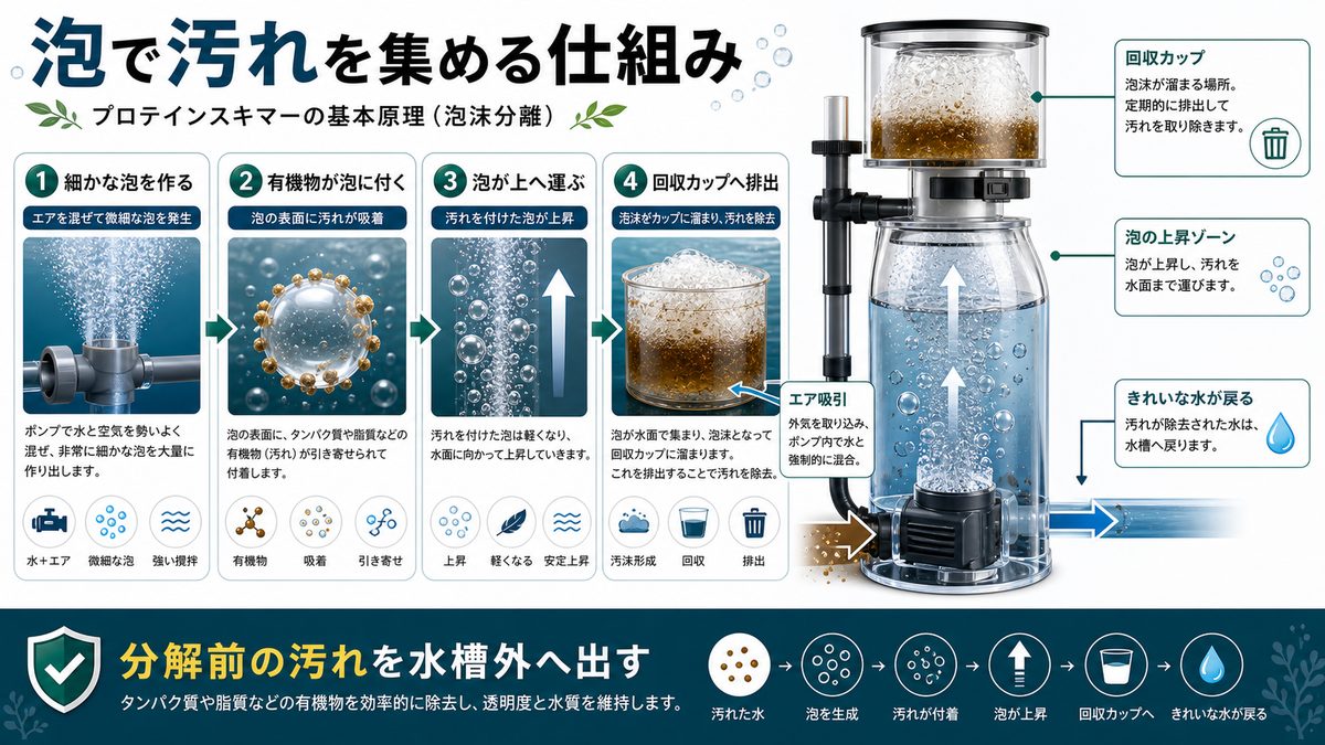 プロテインスキマーの仕組みの要点をまとめた淡水魚飼育インフォグラフィック