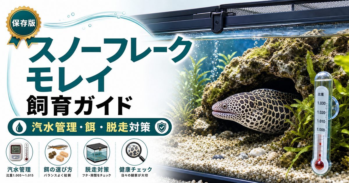スノーフレークモレイ飼育ガイドの要点を伝える淡水魚記事アイキャッチ画像