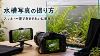 水槽・水中写真の撮り方完全ガイド｜スマホ・一眼レフで魚をきれいに撮影するコツの要点を伝える淡水魚記事アイキャッチ画像