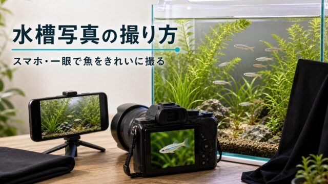 水槽・水中写真の撮り方完全ガイド｜スマホ・一眼レフで魚をきれいに撮影するコツの要点を伝える淡水魚記事アイキャッチ画像