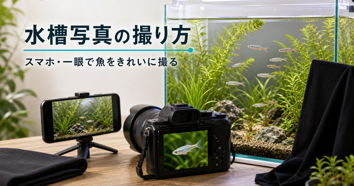 水槽・水中写真の撮り方完全ガイド｜スマホ・一眼レフで魚をきれいに撮影するコツの要点を伝える淡水魚記事アイキャッチ画像