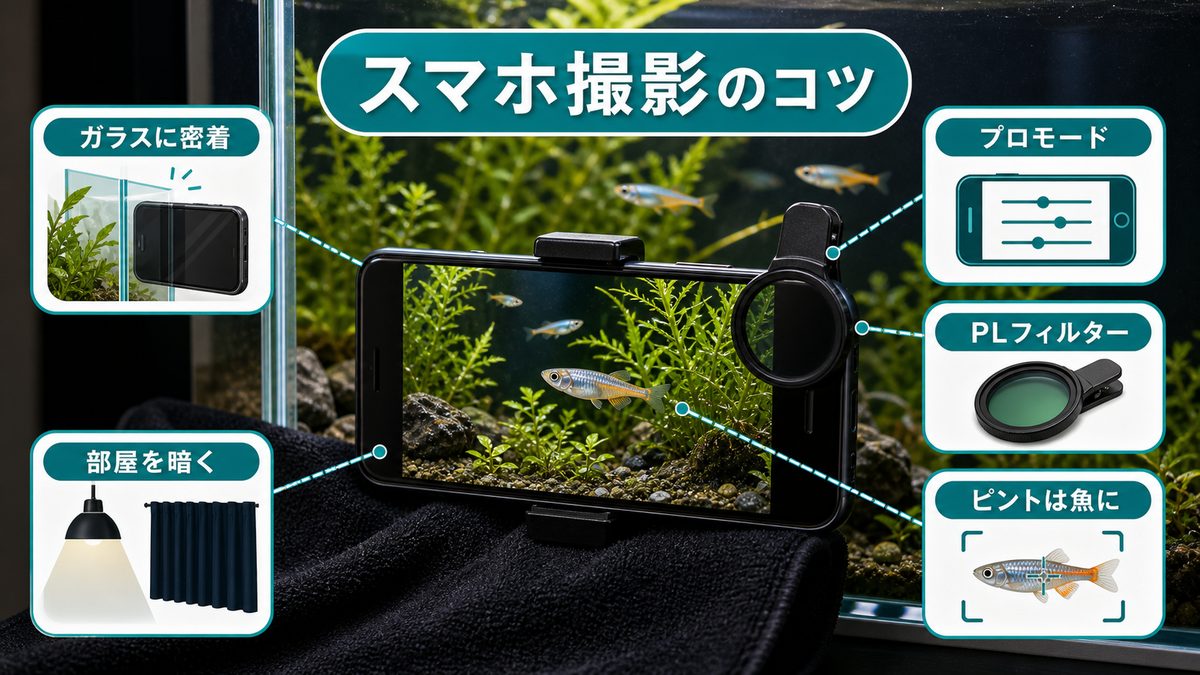 スマートフォンで水槽を撮影するコツの要点をまとめた淡水魚飼育インフォグラフィック