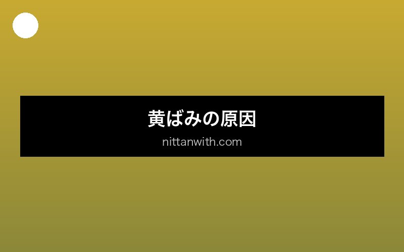 aquarium-yellow-water セクション画像