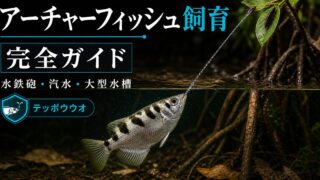 アーチャーフィッシュ（テッポウウオ）飼育完全ガイド｜水鉄砲の名手・汽水・大型水槽の要点を伝える淡水魚記事アイキャッチ画像