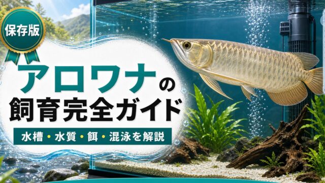 アロワナの飼育完全ガイドの要点を伝える淡水魚記事アイキャッチ画像