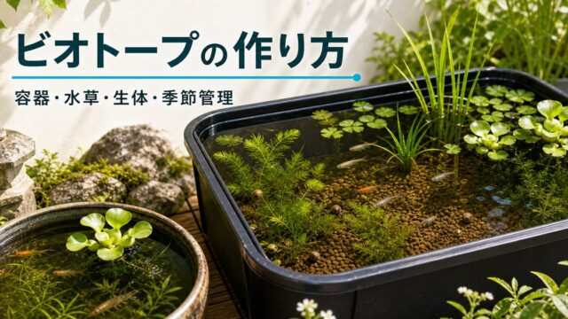 【完全版】ビオトープの作り方｜容器・水草・生体の選び方から立ち上げ・季節管理まで徹底解説の要点を伝える淡水魚記事アイキャッチ画像