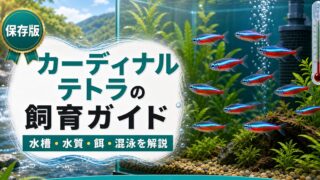 カーディナルテトラの飼育ガイドの要点を伝える淡水魚記事アイキャッチ画像