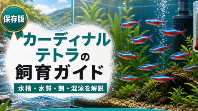 カーディナルテトラの飼育ガイドの要点を伝える淡水魚記事アイキャッチ画像