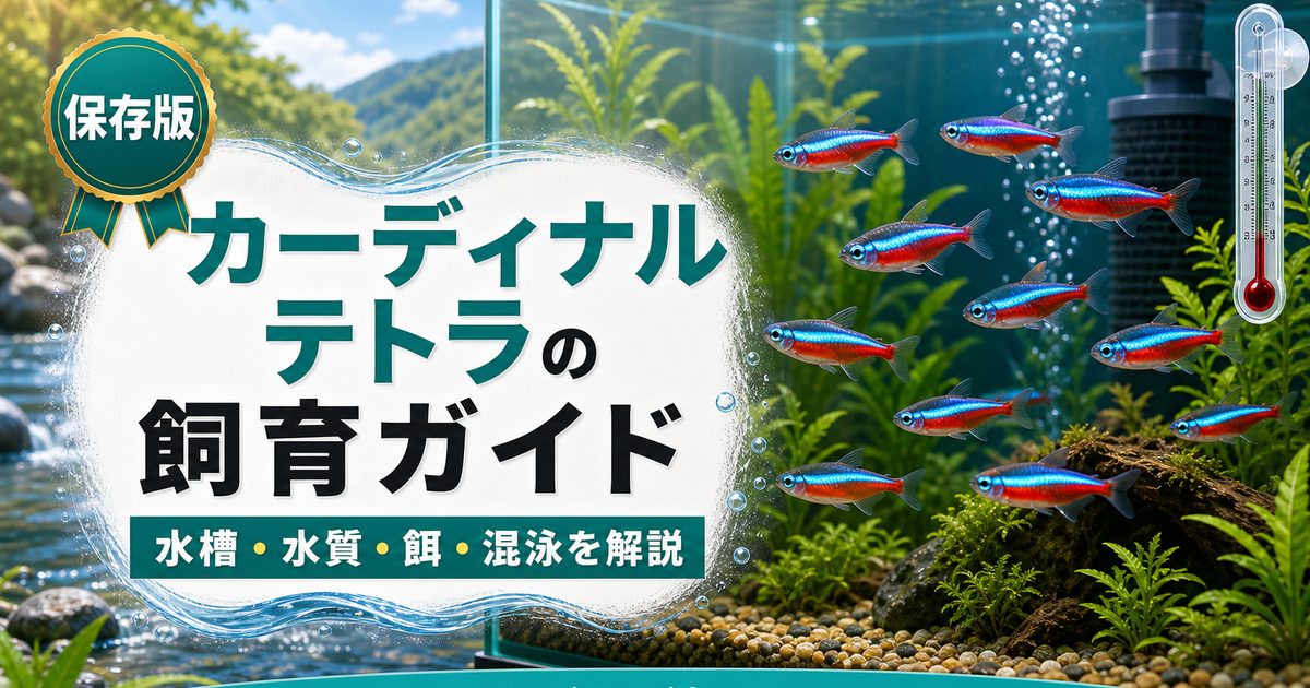 カーディナルテトラの飼育ガイドの要点を伝える淡水魚記事アイキャッチ画像